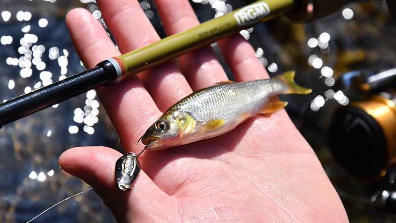 小物釣りはエサ釣りだけじゃない！チャビングのススメ | 魚種別釣りガイド