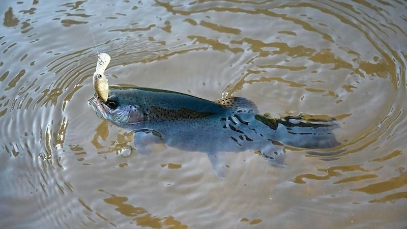 ニジマス釣り初心者入門｜仕掛け・釣り方やタックル、釣り場など | 魚種別釣りガイド