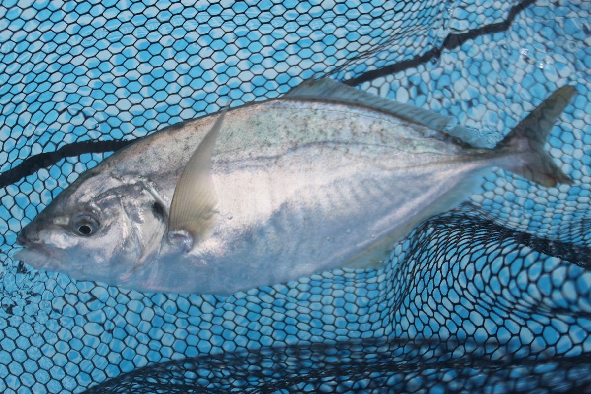 【海上釣り堀入門】釣れる魚：シマアジ