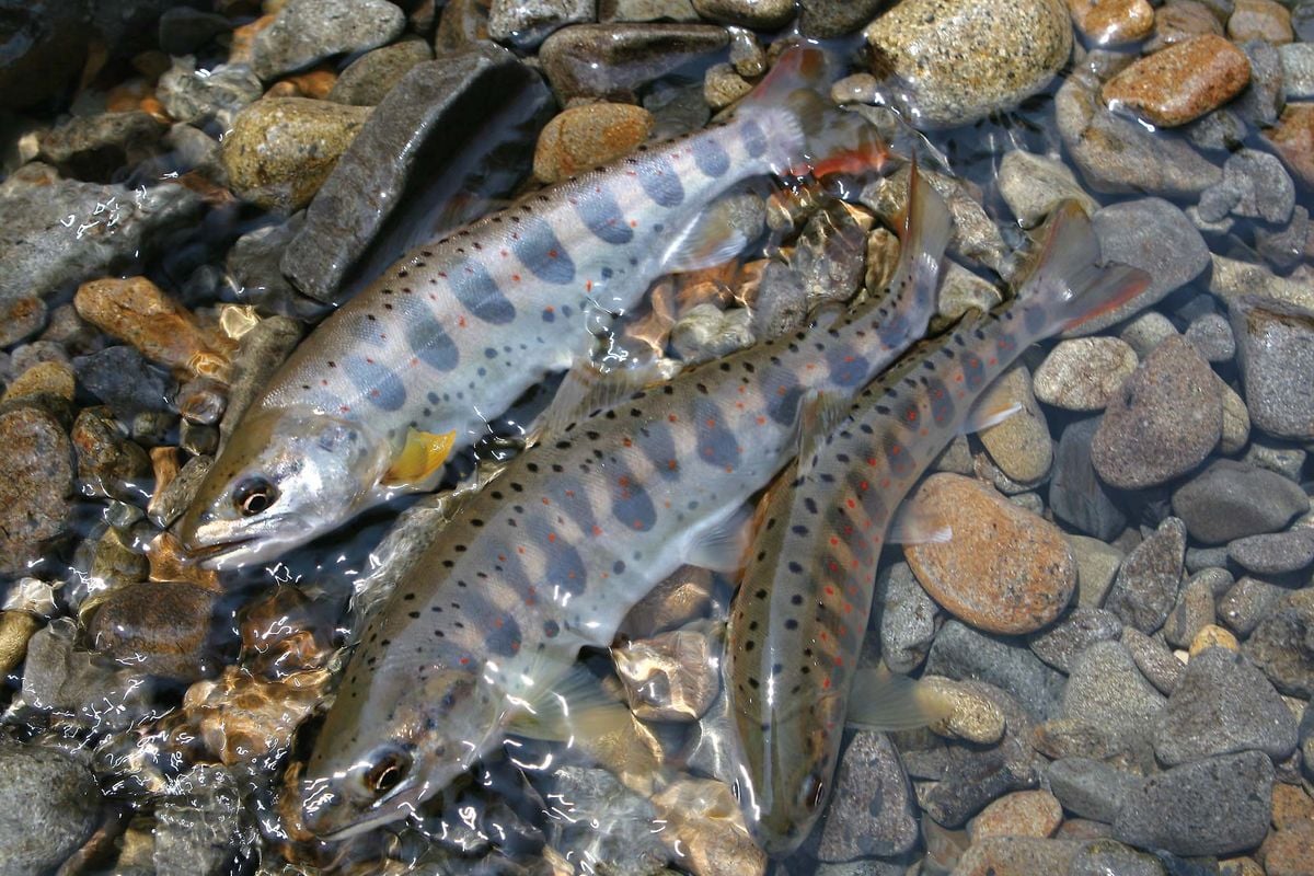 茶色 渓流ダモ タモ網 鮎ダモ ヤマメ イワナ ニジマス アマゴ 渓流釣り