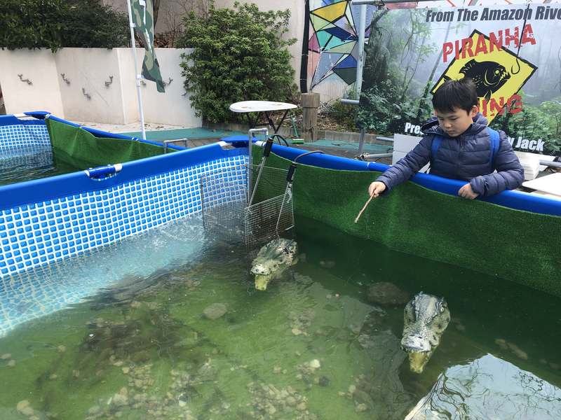 日本でピラニアが釣れる 東京都品川に期間限定でピラニア釣り堀が登場 月刊つり人ブログ