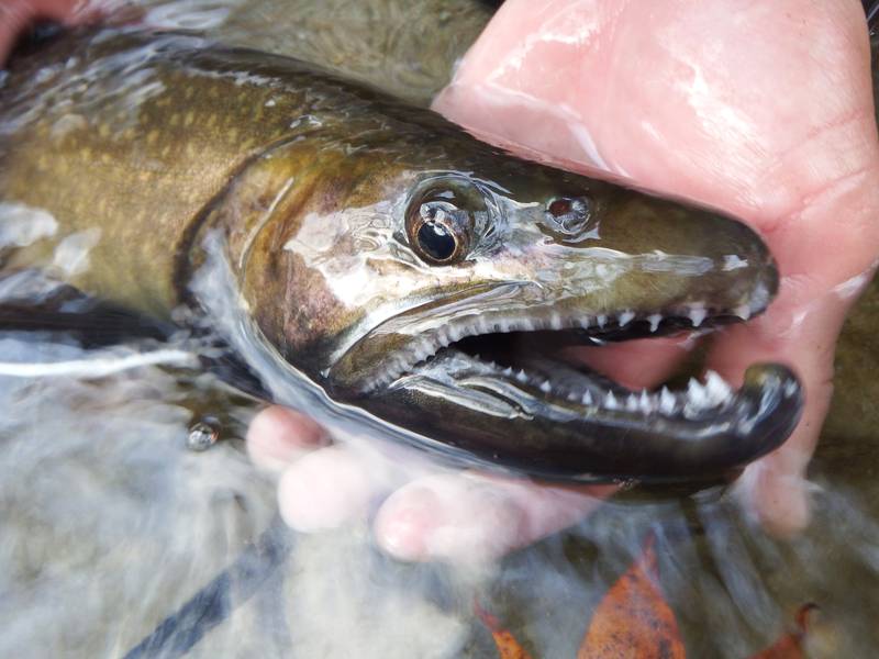 尺イワナの居場所と釣り方 専門家の生態調査から考察 魚種別釣りガイド