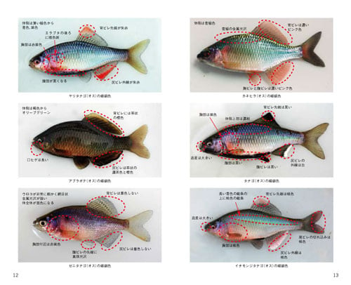 タナゴ釣りは今が面白い 月刊つり人ブログ