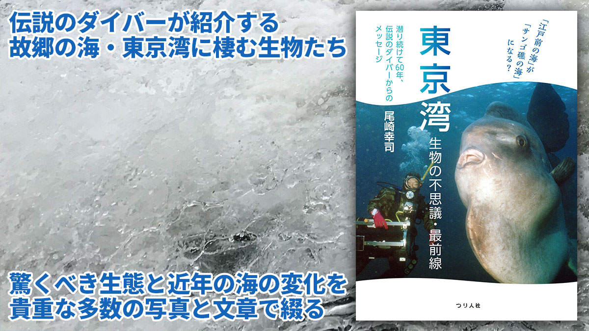動画 東京湾には南方の魚が増えている 東京湾大感謝祭トークライブ より 月刊つり人ブログ