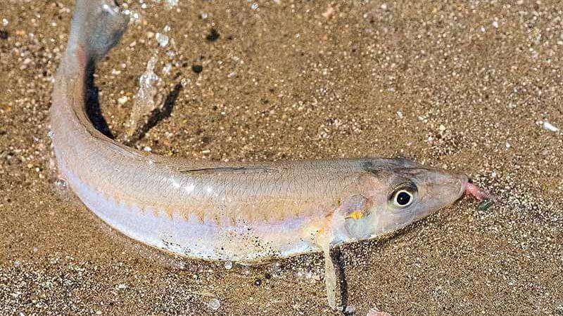 キス釣りの仕掛け・釣り方｜時期・シーズンや時間帯、使う餌など | 魚種別釣りガイド