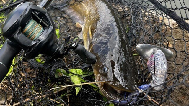ダイワでナマズルアーを開発している人にノイジープラグについて