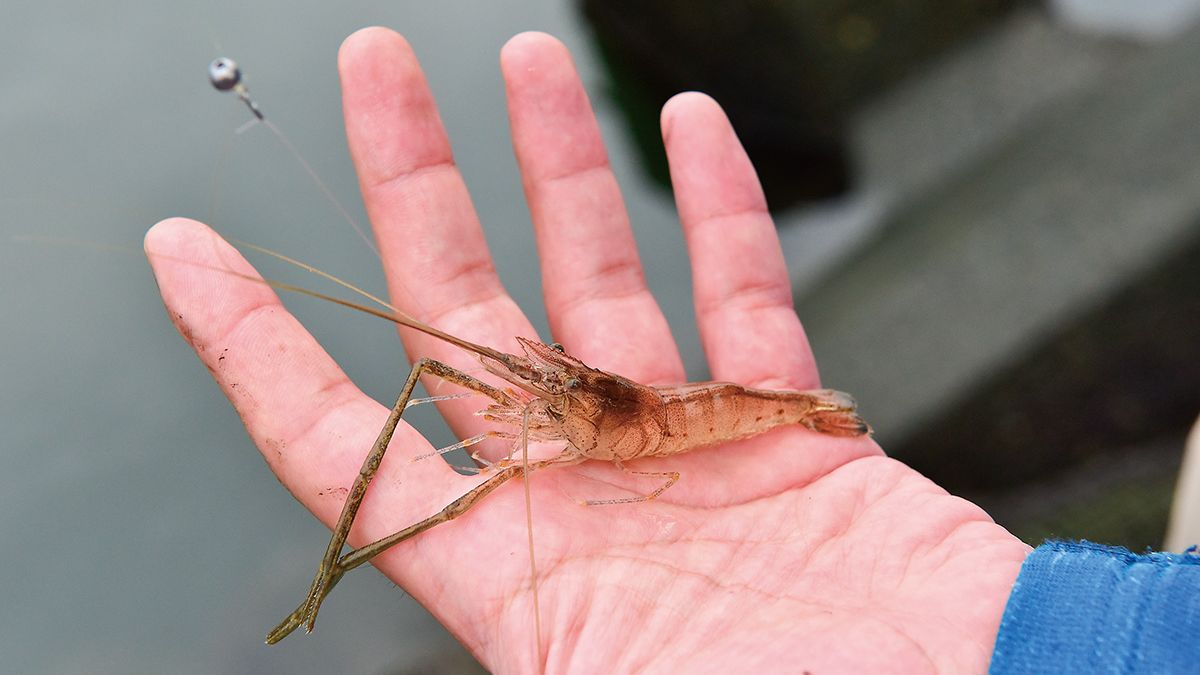 日本のテナガエビはみな親戚！？ 遺伝子でわかるテナガエビの